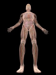 menschliche anatomie