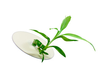 Obraz premium bamboo sprout growing through compact disc, isolated over white