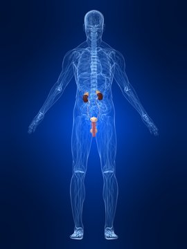 m&auml;nnliche anatomie mit harnsystem