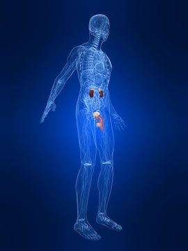 m&auml;nnliche anatomie mit harnsystem