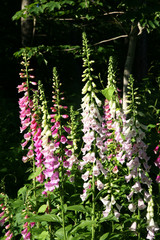 Obraz premium Perennial Foxgloves