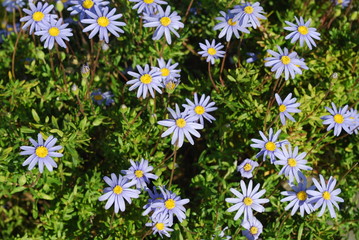 Beautiful Blue/Purple Daisys on a Park, Lisbon