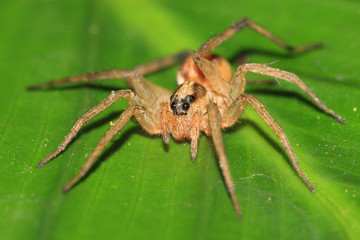 Barn funnel weaver spider - Tegenaria Agrestis - 12816280