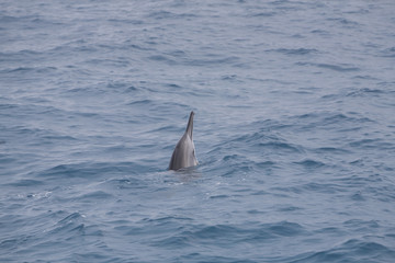 Dolphin Breaching Surface 0259