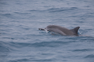 Pacific Spinner Dolphin Jumping 0262