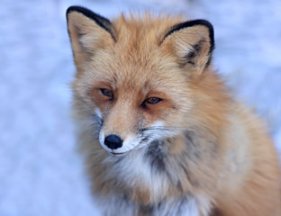 Obraz premium Red fox.