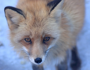 Obraz premium Red fox.