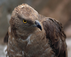Goshawk