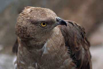 Goshawk