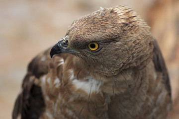 Goshawk