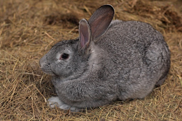 Naklejka premium Rabbit
