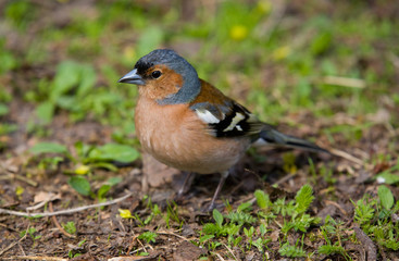 chaffinch