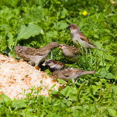 Picnic for sparrows