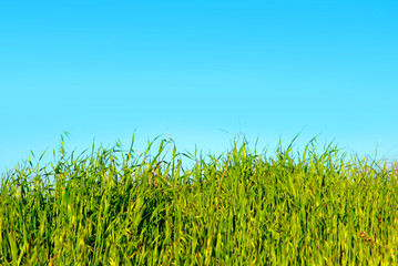 green grass and blue sky
