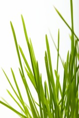 Fototapeta premium Young juicy green grass