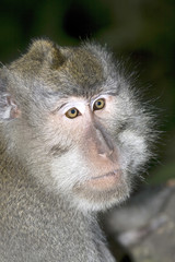 Monkey Close up Portrait