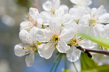 Fototapeta premium beauty spring flowers