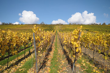 Fototapeta na wymiar Vignes d'Alsace