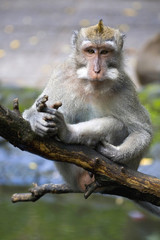 Monkey Close up Portrait