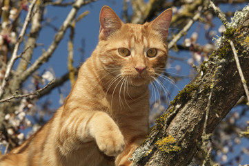Chat à l'affût