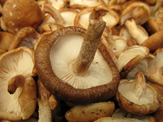 Shiitake mushrooms