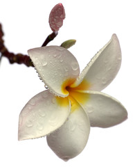 fleur de frangipanier