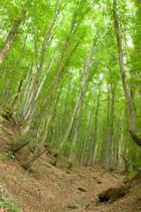 Plakat green forest