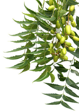 neem ou margousier, Immunostimulant ayurv&eacute;dique