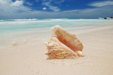 Obraz na płótnie Canvas Shell in the Caribbean