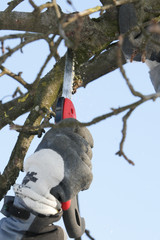 cuting a tree in winter