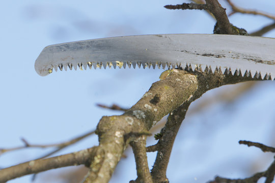 cuting a tree