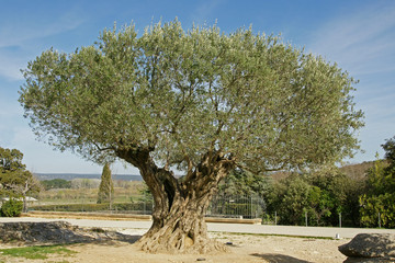 duizendjarige olijfboom