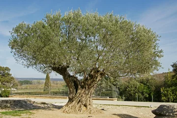 Tuinposter Olijfboom duizendjarige olijfboom