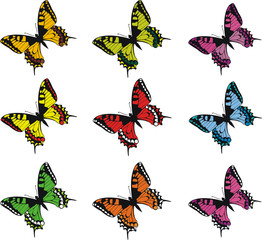 Collection of colorful butterflies