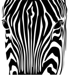 testa zebra © Piumadaquila.it