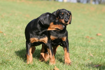 Fototapeta premium moment de tendresse de deux chiots dobermann