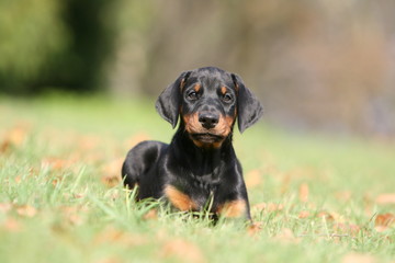 moment de detente pour le chiot dobermann à la campagne