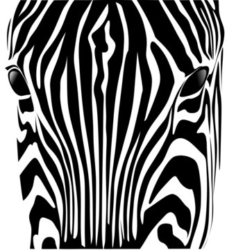 Fototapeta testa zebra