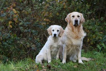 la pose detente de deux golden retriever à la campagne