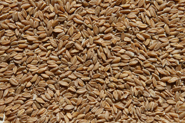 Einkorn