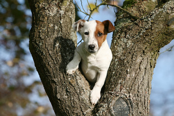 jack russel terrier grimpé entre deux troncs d'arbre - obrazy, fototapety, plakaty