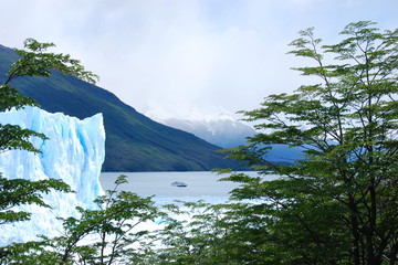 Perito Moreno Glacier through the trees
