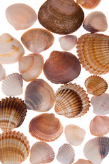 seashell laing on white background