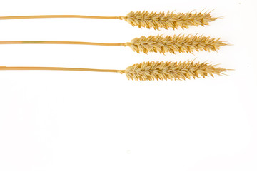 wheat on white background