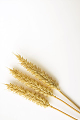 wheat on white background