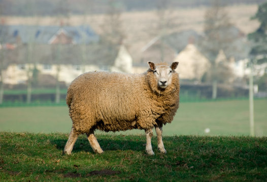 Sheep3