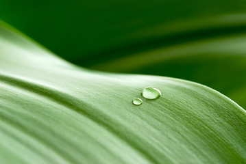 crystalline drops on leaf