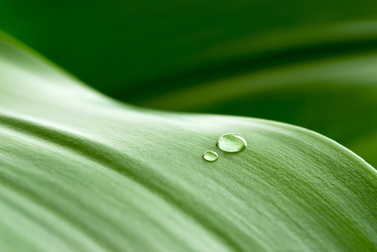 Fototapeta crystalline drops on leaf