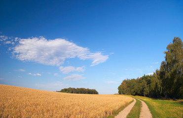 Fototapeta na wymiar Cloud above cereal field with rural road