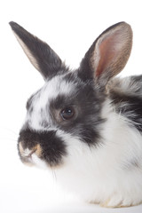 spotted bunny portrait, isolated on white